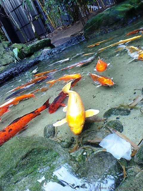 Taronga Zoo Fish