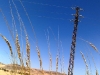 Telegraph Pole By The Nile, Egypt