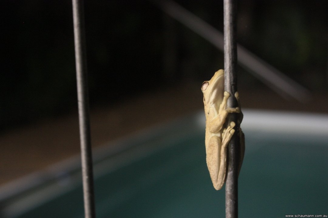 Frog on Pool Fence