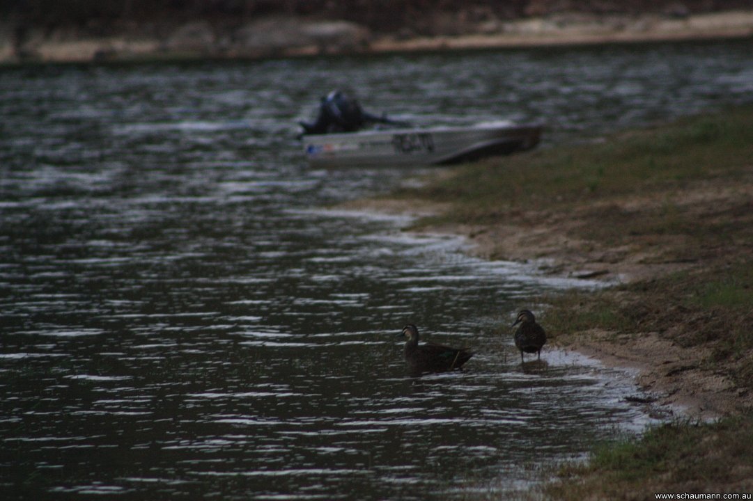Lake Tinaroo Ducks